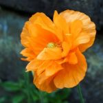 Orange Welsh Poppy Flower (meconopsis Cambrica) Stock Photo