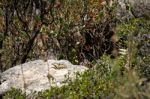 Swallowtail Butterfly At Mount Calamorro Near Benalmadena Spain Stock Photo