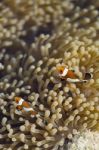 Clownfish Stock Photo