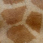 Giraffe Skin Stock Photo