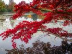 Acer Tree Leaves Changing Colour In Autumn Stock Photo