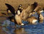 Beautiful Canada Goose Shows His Strong Wings Stock Photo