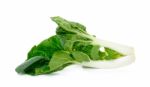 Bok Choy Vegetable Isolated Stock Photo