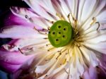 The Petals Of The Lotus Wilt Stock Photo