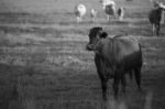 Country Cows Stock Photo