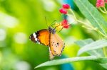 Orange Black Pattern Butterfly On Bunch Stock Photo