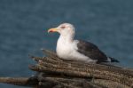 Seagull In The Seashore Stock Photo