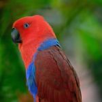 Eclectus Parrot Stock Photo