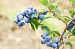 Blueberries Stock Photo