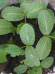 New Born Plant Leaves Stock Photo