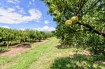 Orange Orchard In Thailand Stock Photo