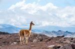 Vicuna (vicugna Vicugna) Or Vicugna Is Wild South American Camel Stock Photo