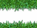 Green Grass  Stock Photo