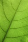 Green Leaf Background Stock Photo