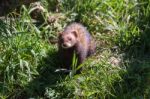 Close-up Shot Of An European Polecat Stock Photo