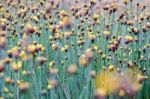 
Xyridaceae Full Bloom Yellow Fields. Look Naturally Beautiful Stock Photo