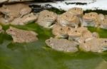 Frogs In The Pond Stock Photo