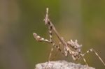 Empusa Pennata Insect Stock Photo