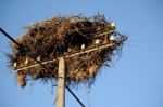 White Stork Nest Stock Photo