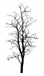 Dead Tree Without Leaves Isolated Stock Photo