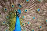 Green Peafowl Stock Photo