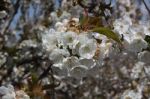 Flower White Blossom Stock Photo