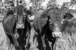 Country Cows Stock Photo