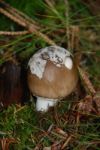 Fungus On A Toadstool Stock Photo