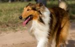 Happy Dogs Walking Through The Field In Autumn Stock Photo