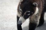 White-nosed Coati Stock Photo