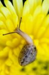 Close Up Snail On Yellow Chrysanthemum Flowers Stock Photo