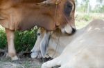 Two Cows Tease Snuggle Together In The Shade To Avoid Heat Of Th Stock Photo