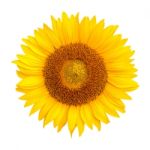 Sunflower Isolated On White Background, Sunflower Natural Background Stock Photo