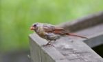 Beautiful Image With A Bird On The Wood Stock Photo