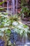 Bunches Of Grapes Hang From A Vine Stock Photo