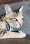 Cat Lying Down Relaxing At Home Stock Photo