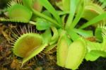 Venus Fly Trap Stock Photo