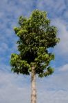 Dipterocarpus Alatus Roxb Green Beautiful High Stock Photo