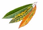 Fresh Colorful Leaves On White Background Stock Photo