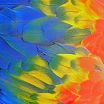 Scarlet Macaw Feathers Stock Photo