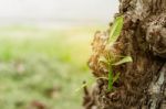 Growing Branches With Nature Stock Photo