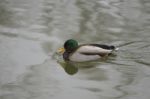 Mallard Male Is Swimming Stock Photo