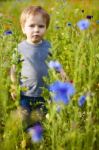 Cute Small Boy At The Flower Field Of Flowers Stock Photo