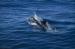 Wild Dolphins Stock Photo