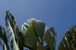 
Banana Leaf Rocking Motion Waving Fanned By Strong Winds Under Stock Photo