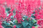 Colorful Flowers For Background Stock Photo