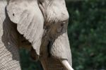 African Elephant (loxodonta) Stock Photo