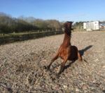 Horse Stretching Stock Photo