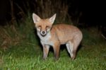 Wild Red Fox Stock Photo