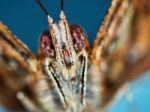 Portrait Of A Butterfly Stock Photo